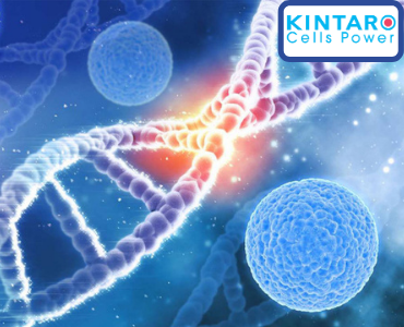Tế bào gốc Kintaro – cho người lớn tuổi